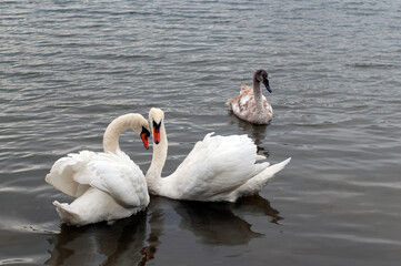Obraz premium Two white swans couple in love. Swans in water