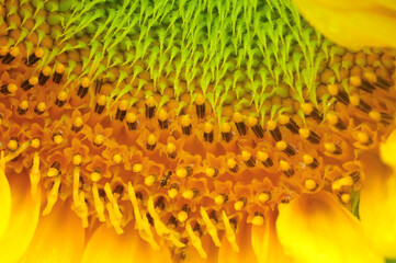 close up of sunflower seeds