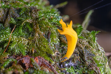 yellow sticky hornling ,Calocera viscosa, mushroom in the moss