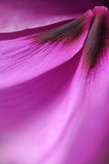 Natural background: macro photography of the petals of a tree-like peony of a rich crimson color