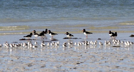 huîtriers pie et bécasseaux sanderling sur une plage en Bretagne