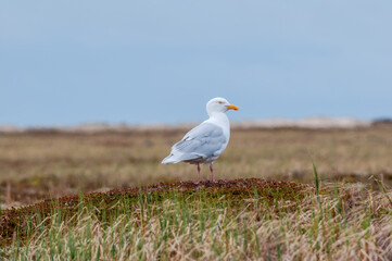 Fototapeta premium Glaucous Gull (Larus hyperboreus) in Barents Sea coastal area, Russia