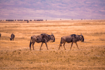 Naklejka na ściany i meble Herd of gnus and wildebeests in the Ngorongoro crater National Park, Wildlife safari in Tanzania, Africa.