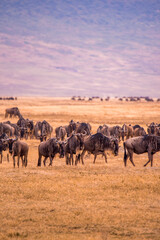 Fototapeta na wymiar Herd of gnus and wildebeests in the Ngorongoro crater National Park, Wildlife safari in Tanzania, Africa.