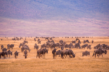 Herd of gnus and wildebeests in the Ngorongoro crater National Park, Wildlife safari in Tanzania, Africa.