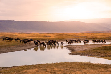 Herd of gnus and wildebeests in the Ngorongoro crater National Park, Wildlife safari in Tanzania, Africa. - obrazy, fototapety, plakaty