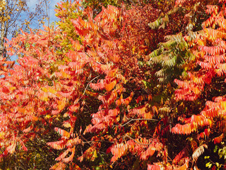 (Rhus typhina) Essigbaum oder Hirschkolbensumach mit gelb, orange, leuchtend karmesinrot blätter...