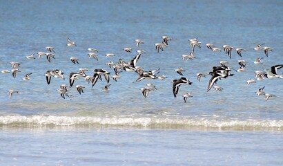 bécasseaux sanderling et autres oiseaux marins sur un rivage breton