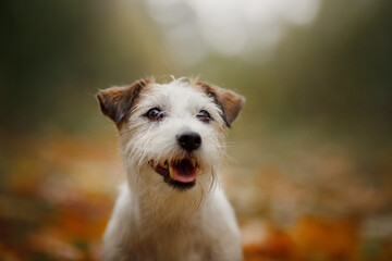dog in yellow leaves. Happy jack russell terrier in nature in autumn park. 