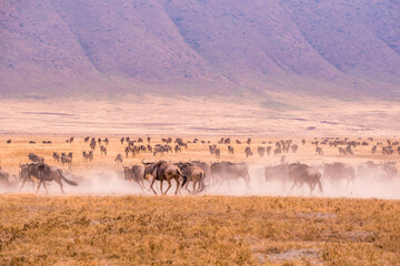 Herd of gnus and wildebeests in the Ngorongoro crater National Park, Wildlife safari in Tanzania, Africa. © Simon Dannhauer