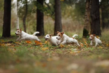 four dogs running in yellow leaves. Happy jack russell terrier in nature in autumn park. 