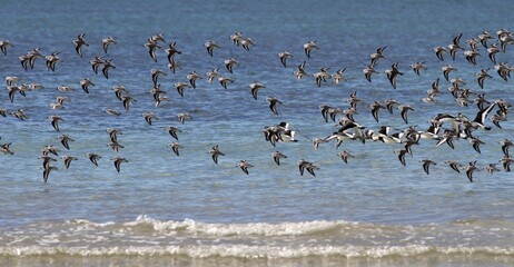 bécasseaux sanderling et autres oiseaux marins sur un rivage breton