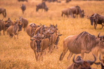 Herd of gnus and wildebeests in the Ngorongoro crater National Park, Wildlife safari in Tanzania, Africa.
