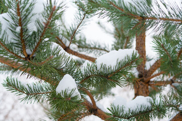 Fir tree branches covered with snow