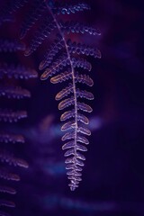 fern leaf  in autumn season in the nature
