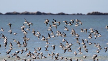 bécasseaux sanderling et autres oiseaux marins sur un rivage breton