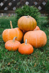 orange pumpkins in the garden