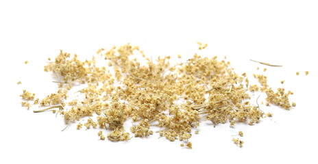 Dried elder, elderberry plant with young flowers isolated on white background