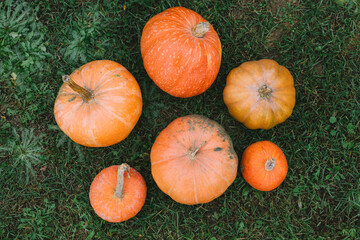 orange pumpkins in the garden