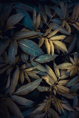 green plant leaves in the nature in autumn season, green background