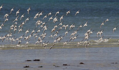 bécasseaux sanderling et autres oiseaux marins sur un rivage breton