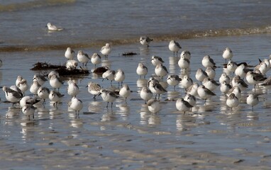 bécasseaux sanderling et autres oiseaux marins sur un rivage breton