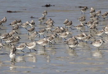 bécasseaux sanderling et autres oiseaux marins sur un rivage breton
