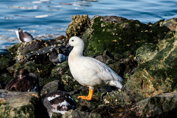 Male of Kelp Goose (Chloephaga hybrida) on lagoon in Ushuaia, Land of Fire (Tierra del Fuego), Argentina