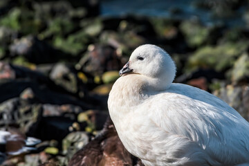 Male of Kelp Goose (Chloephaga hybrida) on lagoon in Ushuaia, Land of Fire (Tierra del Fuego), Argentina