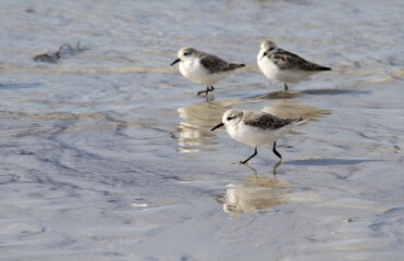 bécasseaux sanderling et autres oiseaux marins sur un rivage breton