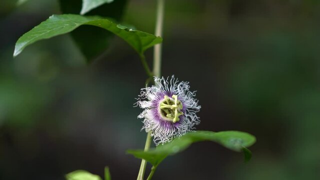 Closeup of a passion fruit flower