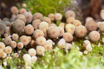 Coprinellus disseminates, commonly known as  fairy inkcap  or  trooping crumble cap.  Mushrooms on the trunk of a fallen, moss-covered tree. Place for text. Top view.