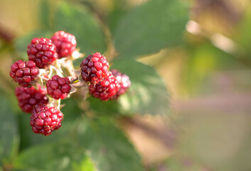 Close up red blackberry bunch