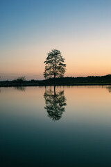 Obraz premium 水辺に反射する一本の木