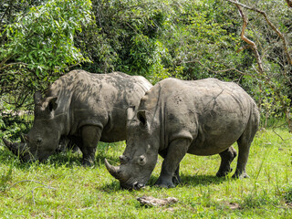 Obraz premium Rhinos at Ziwa Rhino and Wildlife Ranch, Uganda