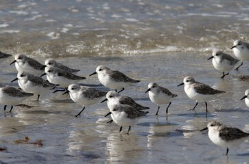 bécasseaux sanderling et autres oiseaux marins sur le littoral breton