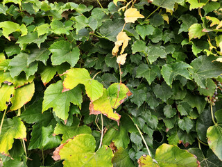 Wall covered with green ivy
