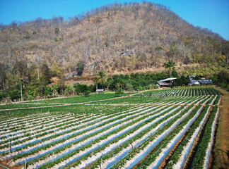 Strawberry Farm in the Middle of the Valley