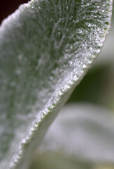 Close up furry leaf with water droplets