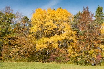 Herbst