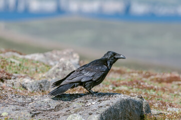 Raven (Corvus corax) at Chowiet Island, Semidi Islands, Alaska, USA