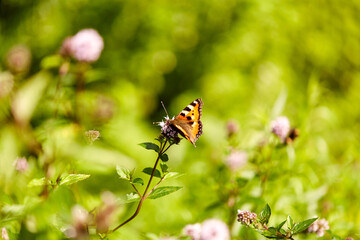 nature and insects concept - small tortoiseshell butterfly in summer garden