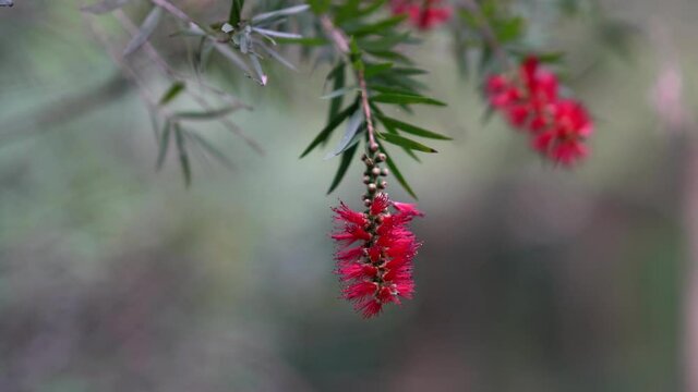 A close up on a red bottle brush flower.