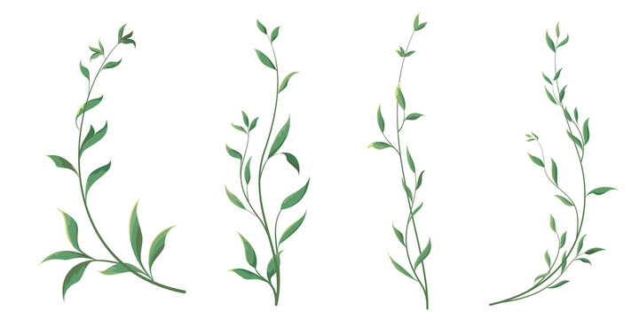 Elegant thin twigs of plants. Green curly leaves. Leaves and twigs on a white background.