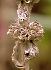 Close up dry flower stem