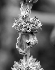 Black and white close up dry flower stem