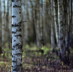 birch forest 