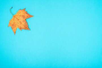 Dry leaf on a blue background
