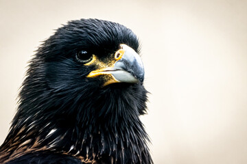 portrait of a Caracara