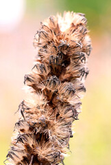 Close up dry flower seed head